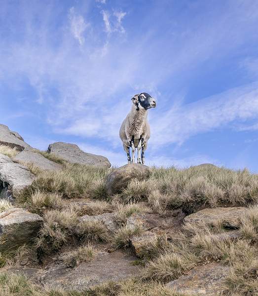 King of the Hill_Lindsey Saunders.jpg - B